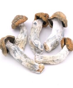 Buy Penis Envy Magic Mushrooms