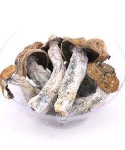 Buy Penis Envy Magic Mushrooms