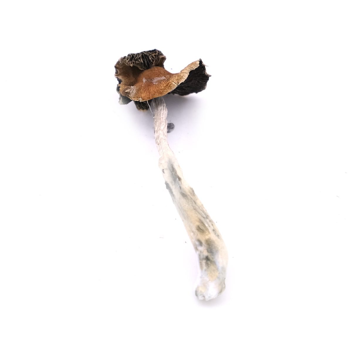 Buy B+ Magic Mushrooms