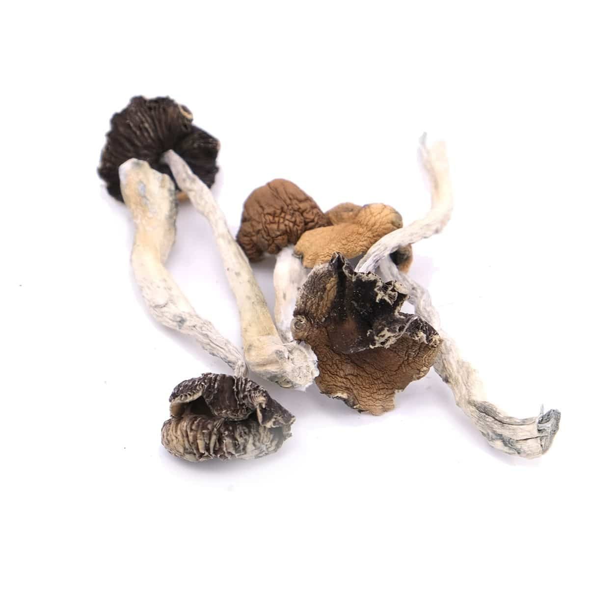 Buy B+ Magic Mushrooms
