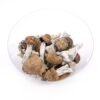 Buy Blue Meanie Magic Mushrooms