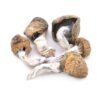 Buy Blue Meanie Magic Mushrooms