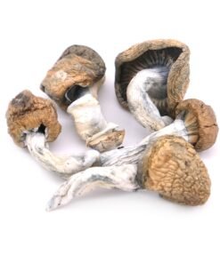 Buy Blue Meanie Magic Mushrooms