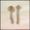Blue Meanie Magic Mushrooms