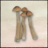Freeze Dried Golden Teacher Magic Mushrooms