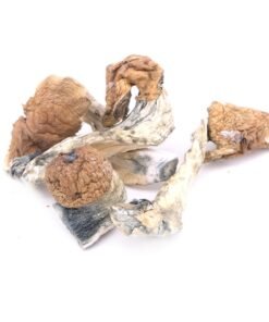 Buy Cambodian Magic Mushrooms