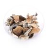 Buy Cambodian Magic Mushrooms