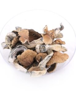 Buy Cambodian Magic Mushrooms