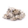 Buy Enigma Magic Mushrooms