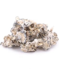 Buy Enigma Magic Mushrooms