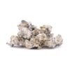 Buy Enigma Magic Mushrooms