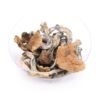 Buy Golden Teacher Magic Mushrooms