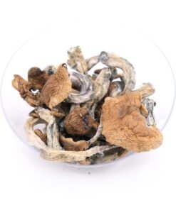 Buy Golden Teacher Magic Mushrooms