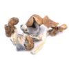 Buy Golden Teacher Magic Mushrooms