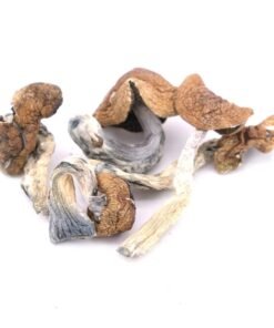 Buy Golden Teacher Magic Mushrooms