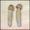 Buy Penis Envy Magic Mushrooms