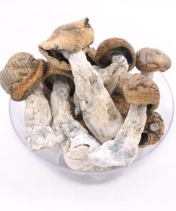 Buy Tidal Wave Magic Mushrooms