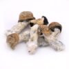 Buy Tidal Wave Magic Mushrooms