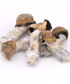 Buy Tidal Wave Magic Mushrooms