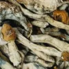 Buy Tidal Wave Magic Mushrooms
